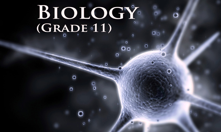 SBI3U - University Biology ( 生物学 )
