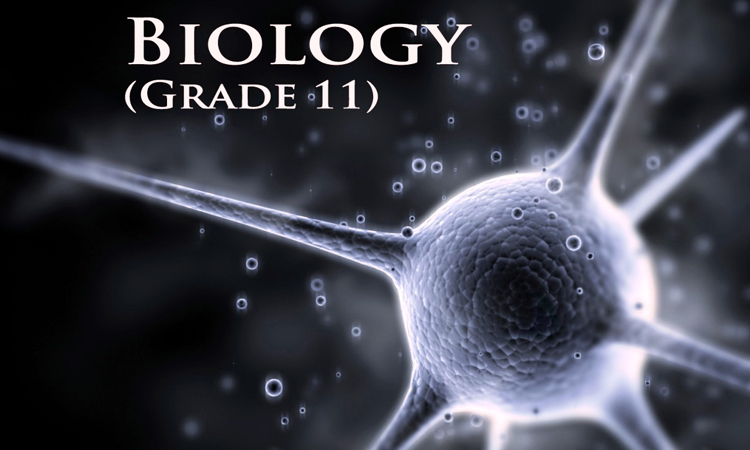 SBI3U - University Biology  ( 生物學 )
